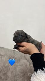 Bulldog francese