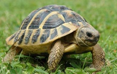 Tartaruga