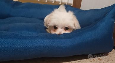 CUCCIOLO MALTESE