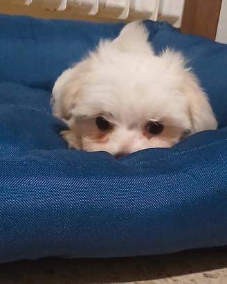 CUCCIOLO MALTESE