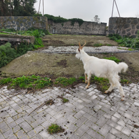 Capretto