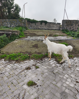 Capretto