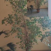 # 🌿 SPLENDIDO FICUS BENJAMIN - OLTRE 30 ANNI
