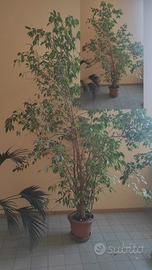 # 🌿 SPLENDIDO FICUS BENJAMIN - OLTRE 30 ANNI