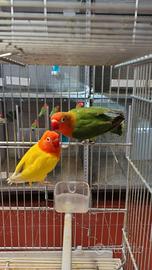 Inseparabili fischer