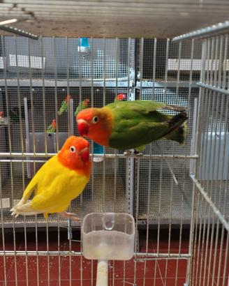 Inseparabili fischer