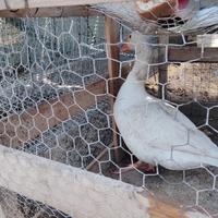 Oca romagnola e quaglie