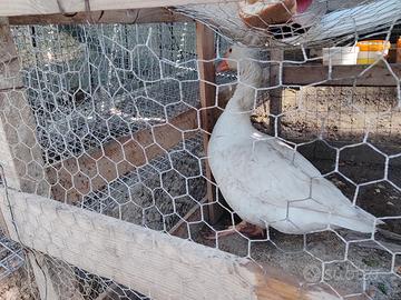 Oca romagnola e quaglie