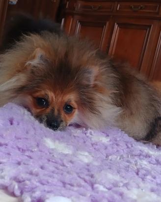 Cuccioli Spitz tedesco nano pomerania