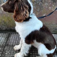 Springer spaniel inglese