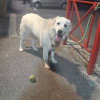 Cane Maremano