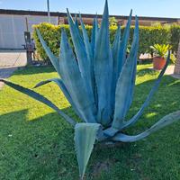 agave pianta grassa