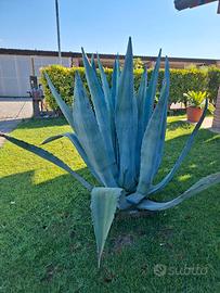agave pianta grassa