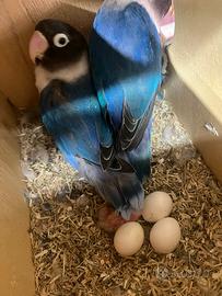 Inseparabili fischer Personata