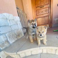 Cuccioli Akita inu