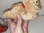 Immagine 6