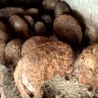 Vendo maiali di razza Mangalica