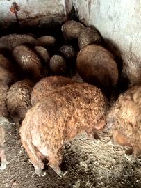 Vendo maiali di razza Mangalica