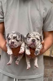 Bulldog francese