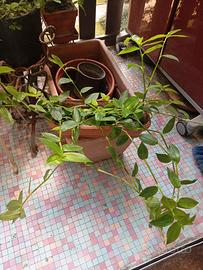 Pianta di Tradescantia fluminensis, in vaso