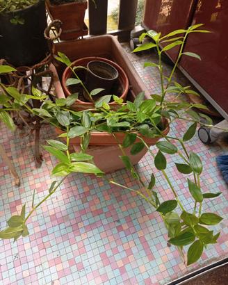 Pianta di Tradescantia fluminensis, in vaso
