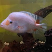 Cilcidi pesci Coppia Midas