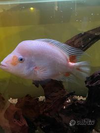 Cilcidi pesci Coppia Midas