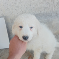 Pastore maremmano abruzzese