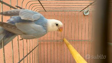 Diluito Inseparabile Blu Femmina
