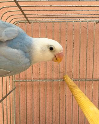 Diluito Inseparabile Blu Femmina