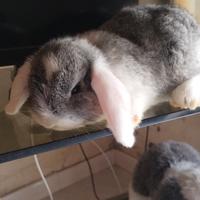 Coniglio nano ariete