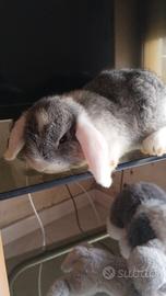 Coniglio nano ariete