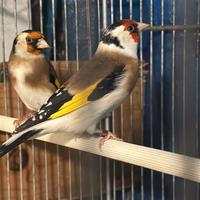 Cardellini 2024/2025