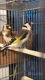 Cardellini 2024/2025