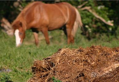 Letame di cavallo