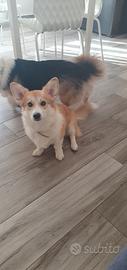 Cucciola di welsh corgi pembroke