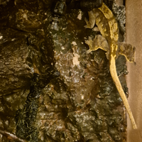 Geco ciliatus