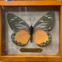 Farfalle imbalsamate con cornice