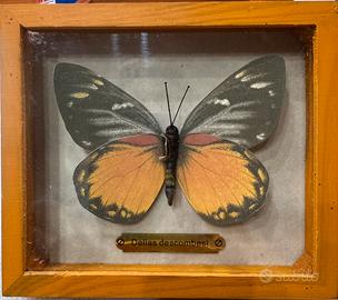 Farfalle imbalsamate con cornice