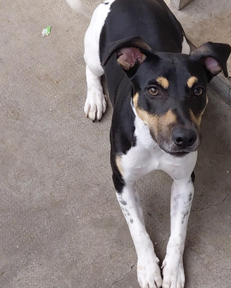 Cane Jack Russell