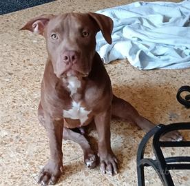 Cucciolo American Pit bull terrier