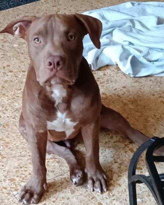 Cucciolo American Pit bull terrier