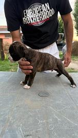 Cuccioli boxer
