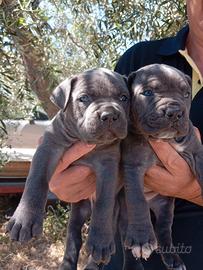 Meravigliosi cuccioli di cane corso