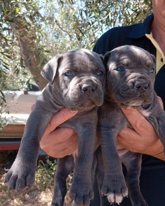 Meravigliosi cuccioli di cane corso