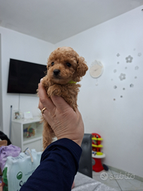 Mini femminuccia barboncini toy