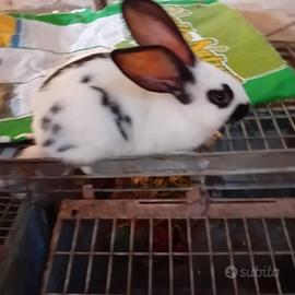 Conigli incrocio papillon x neozelandese