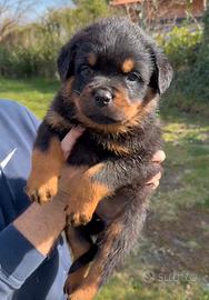 Cuccioli Rottweiler