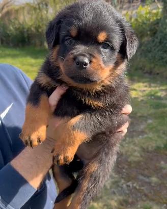 Cuccioli Rottweiler