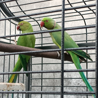 Pappagalli cleartail